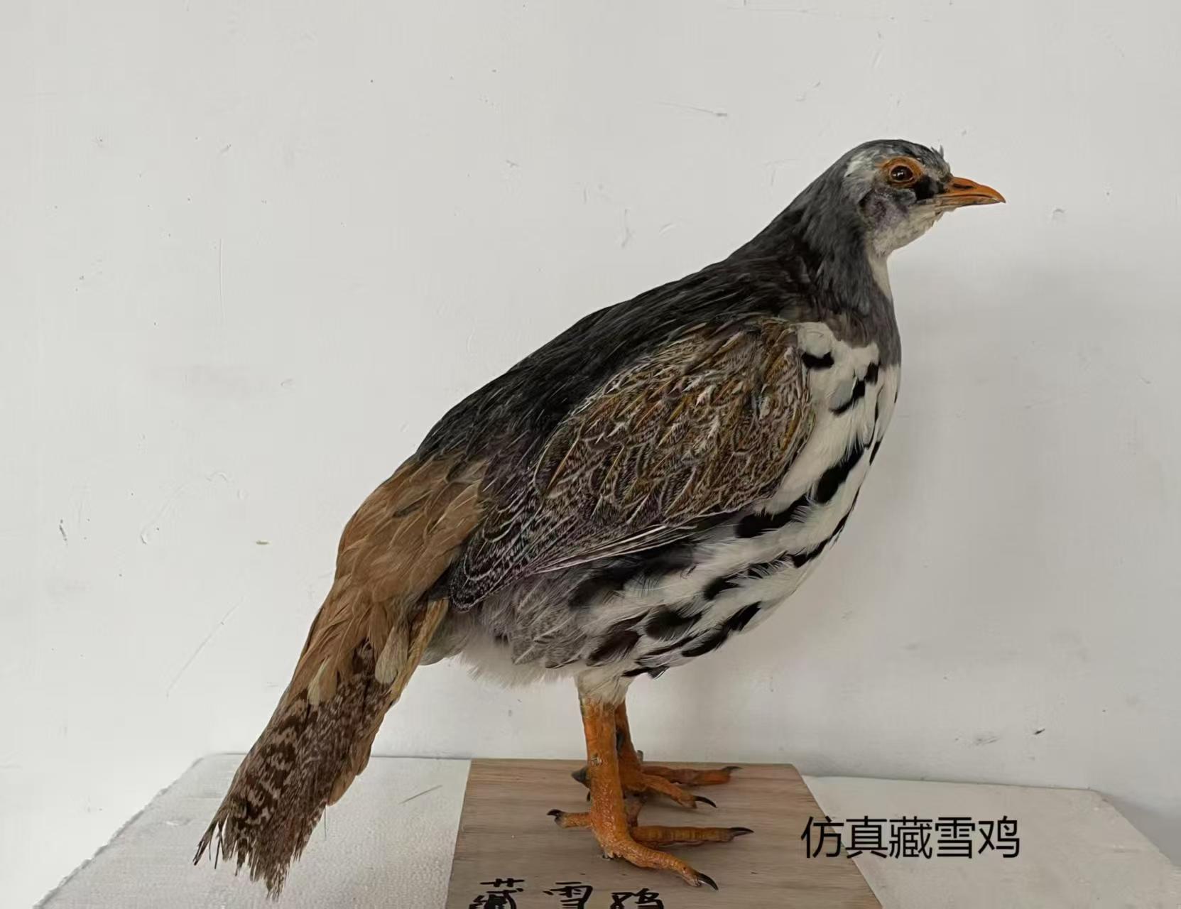 Exquisite model making by simulation animal model manufacturer for museum exhibitions
